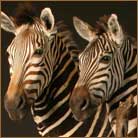 Two Zebras Group Pedestal Mount