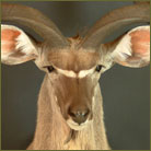 Kudu #1 Shoulder Mount