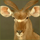 Kudu #3 Shoulder Mount