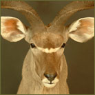 Kudu #4 Shoulder Mount