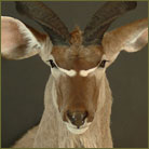 Kudu #5 Shoulder Mount