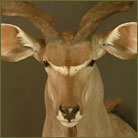 Kudu #6 Shoulder Mount