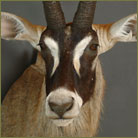 Roan Antelope Shoulder Mount