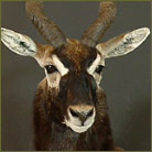 Blackbuck Antelope #1 Shoulder Mount