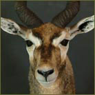Blackbuck Antelope #2 Shoulder Mount