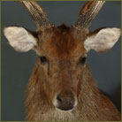 Javan Rusa Deer Shoulder Mount