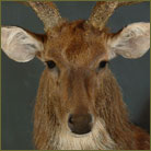 Moluccan Rusa Deer Shoulder Mount