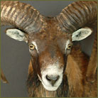 Mouflon #1 Shoulder Mount