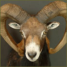 Mouflon #2 Shoulder Mount