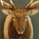 Elk #1 Shoulder Mount