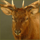 Elk #5 Shoulder Mount