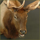 Elk #6 Shoulder Mount