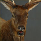 Elk #7 (Texas) Shoulder Mount