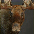 Moose (Alaskan) #2 Shoulder Mount