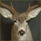 Mule Deer #1 (West Texas) Shoulder Mount