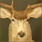 Mule Deer #4 (Mexico) Shoulder Mount