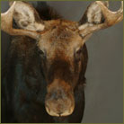 Shirus Moose Shoulder Mount