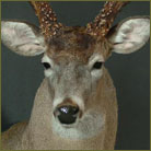 Whitetail Deer #1 Shoulder Mount