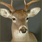 Whitetail Deer #10 (Texas Hill Country) Shoulder Mount