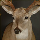 Whitetail Deer #13 Shoulder Mount