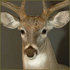 Whitetail Deer #15 (Central Texas) Shoulder Mount
