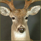 Whitetail Deer #2 Shoulder Mount