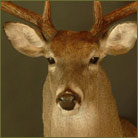 Whitetail Deer #5 (South Texas) Shoulder Mount