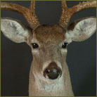 Whitetail Deer #7 (Texas Hill Country) Shoulder Mount