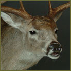 Whitetail Deer #8 Shoulder Mount