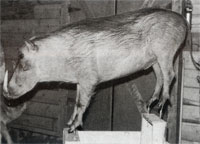 Published Big Game Taxidermy Article - View Enlarged Step 3 Photo