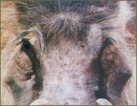 Published Big Game Taxidermy Article - View Enlarged Step 4 Photo