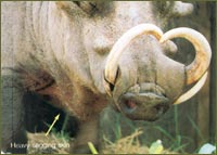 Published Big Game Taxidermy Article - View Enlarged Step 9 Photo