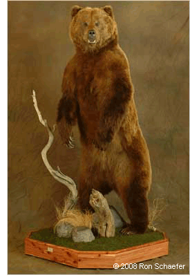 Lifesize Bear Taxidermy Mount