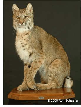 Lifesize Bobcat Taxidermy Mount