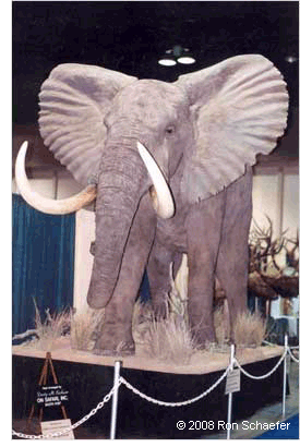 Lifesize Elephant Taxidermy Mount