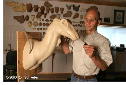 big game texas taxidermist at work