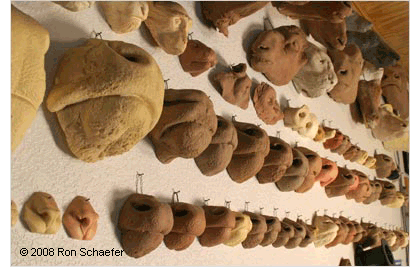 A series of muzzles within Ron Schaefer's taxidermy studio