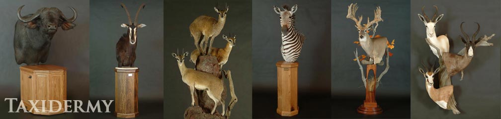 big game taxidermy pedestal mount services