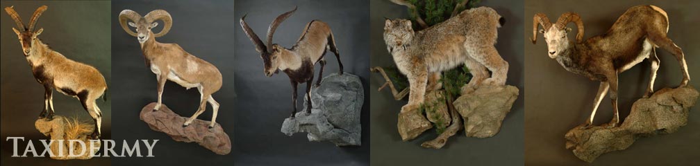 big game life size animal taxidermy, lions, cougars, mountain lions, and more