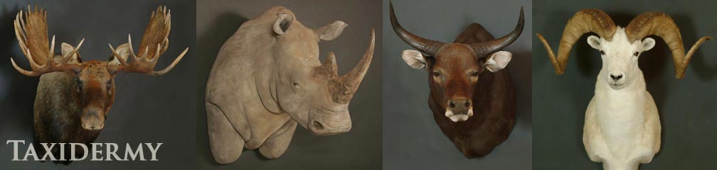 big game taxidermy of rhinos, north american moose taxidermy, and bantang exotic european taxidermy