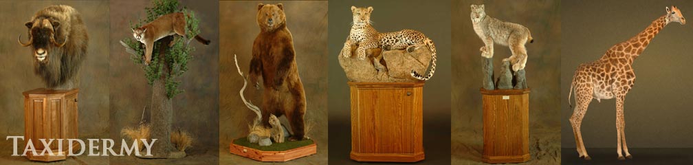 giraffe, leopards, bear large animal taxidermy services