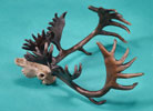 Caribou Skull - Limited Edition Desktop Bronze Sculpture