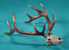 Bison Skull - Limited Edition Desktop Bronze Sculpture