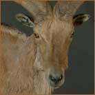 Aoudad #1 Half Size Mount