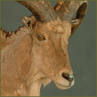 Aoudad #2 Half Size Mount