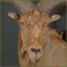 Aoudad #3 Half Size Mount