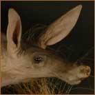 Aardvark Life Size Mount