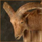 Aoudad #1 Life Size Mount