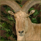 Aoudad #2 Life Size Mount