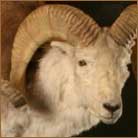 Marco Polo Sheep Life Size Mount